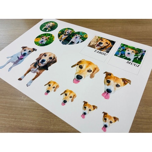 �L���C�Ɉ���ł���z