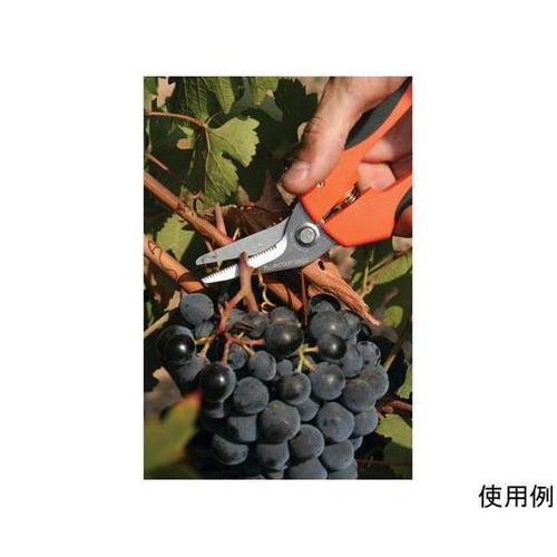 PXO@͂݁E\iMUnEAO