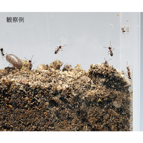 アズワン 観察用アクリル水槽 薄型 １８０ ３０ カウネット