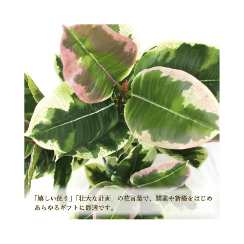 lHϗtAAeV}lTCY