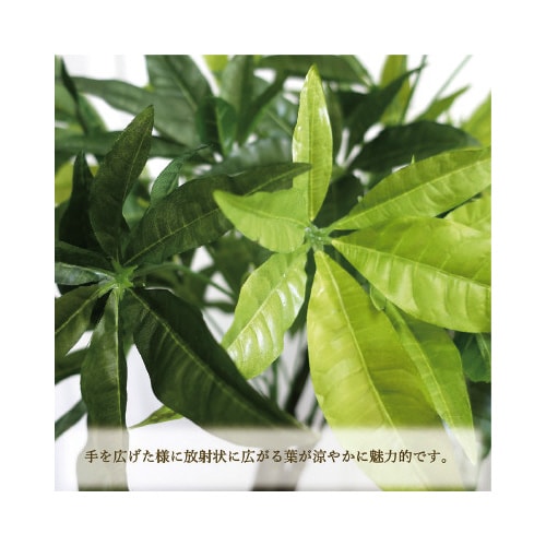 lHϗtApLkTCY