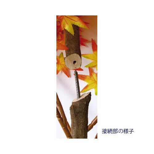 ナチュラルもみじ立木