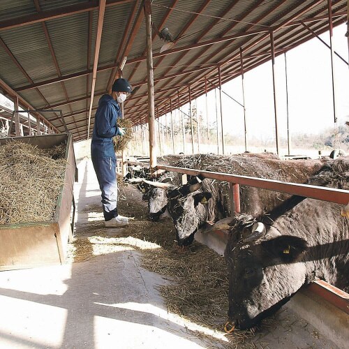 �L�����Y�_�΋����[���X�e�[�L