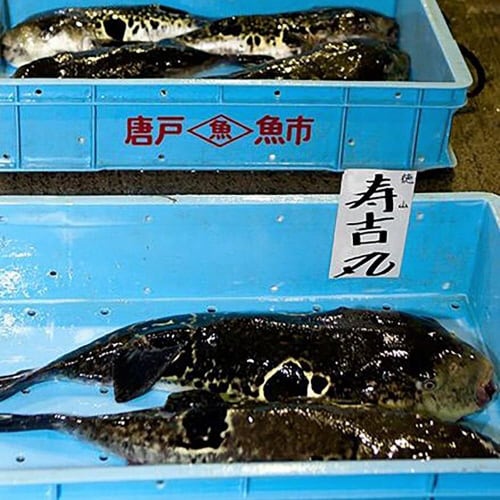 m@ӂXuׁvƂӂЂ܂Ԃ